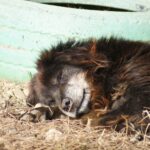 18 ani are, sfârșitul e tot mai aproape...