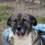 Nelu a rezistat. Cu tratament, cu răbdare, cu multă muncă. A început să mănânce, să se îndrepte, să fie voios, din nou.