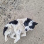 Patch a fost găsit iarna, pe frig serios, stând lângă o cutie de carton