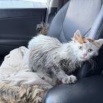 Am cules-o astăzi de printre roțile mașinilor