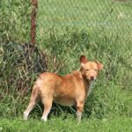 Poncho a pierdut o codiță, dar nu și capacitatea de a iubi