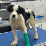 Sorin: Un mic luptător în trei picioare caută drumul de întoarcere