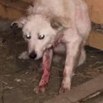 Salvat, vindecat, dar singur: Lunga așteptare a lui Tim în spatele gratiilor